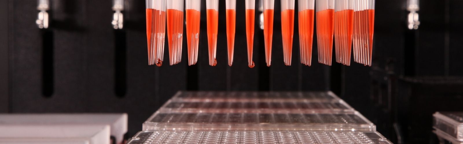 Pipette tips with red liquid above a 96 well plate